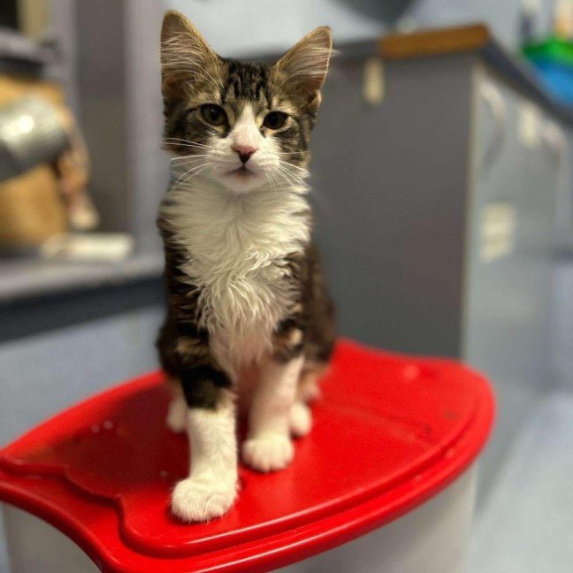 Photo of Linnie   Located In Kew