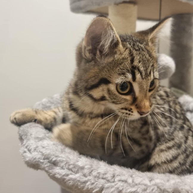 Photo of Nina   Located In Kensington