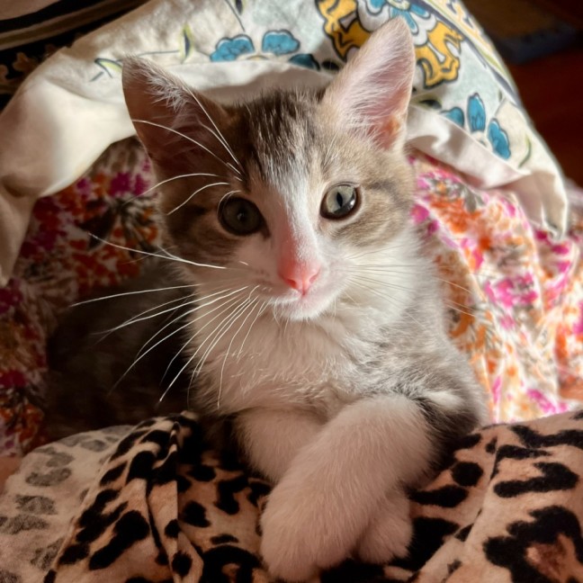 Photo of Mimic 🐾