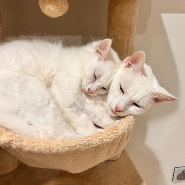 Photo of Angel & Loki