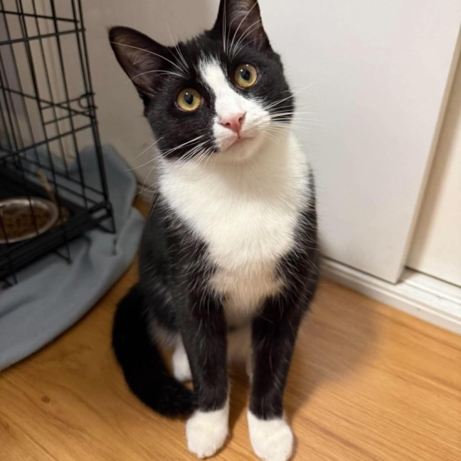 Photo of Zorro