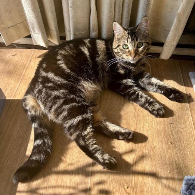 Photo of 🐭 Frankie🐭 