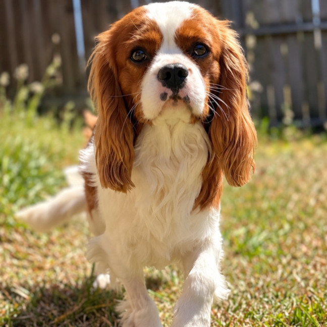 Photo of Charlie