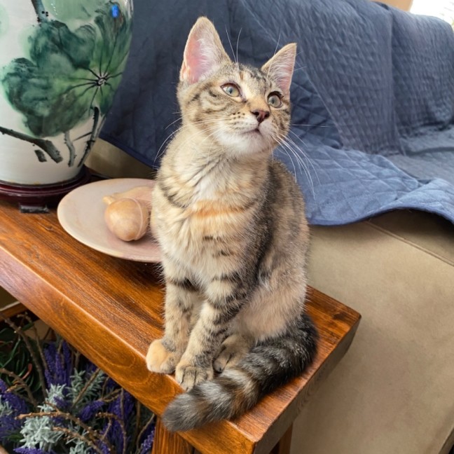 Photo of $300 Mushroom (Roo) 