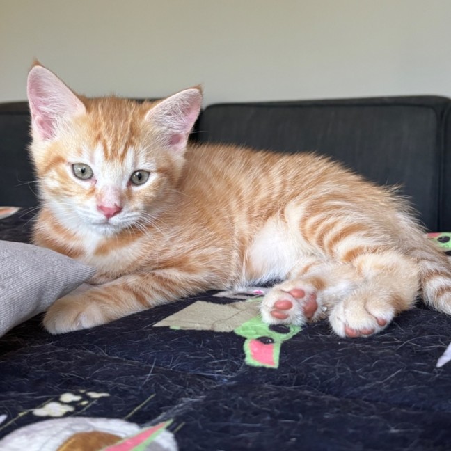 Photo of Cookie