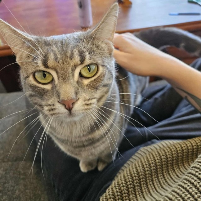 Photo of Luna   In Foster Care In In Preston