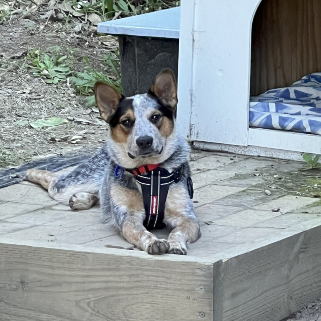 Photo of Tommy ⚽ Stumpy Tail Cattle, 1yo (Adopted 20/7/25)
