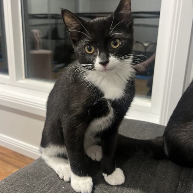 Photo of Dallas ** 2nd Chance Cat Rescue**