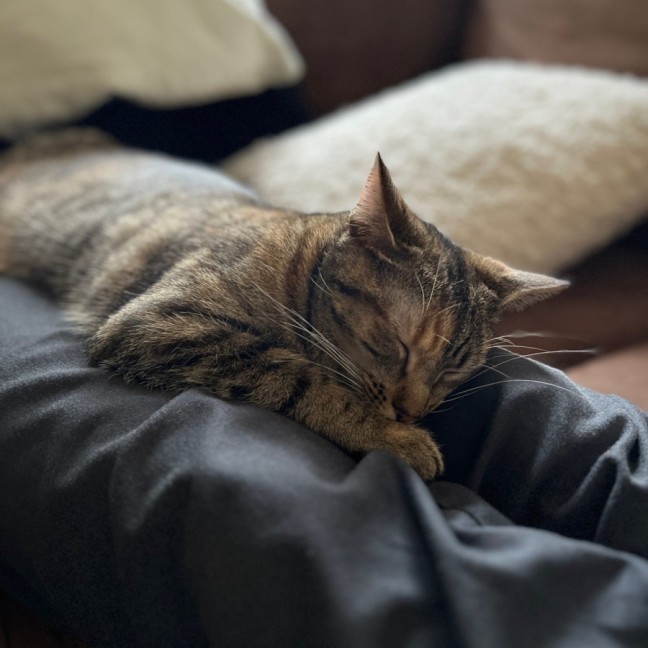 Photo of Penelope **2nd Chance Cat Rescue**