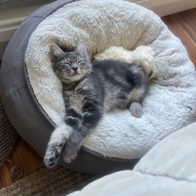 Photo of Lily