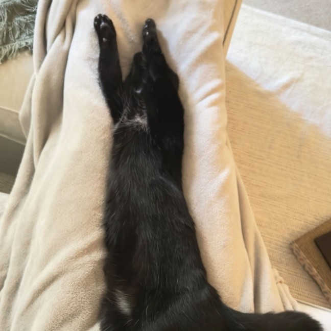 Photo of Night Rider