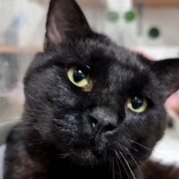 Photo of Baloo
