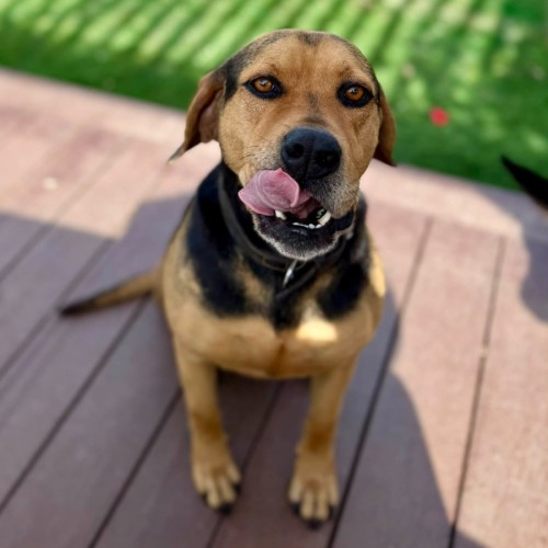 Missy - Beagle Dog