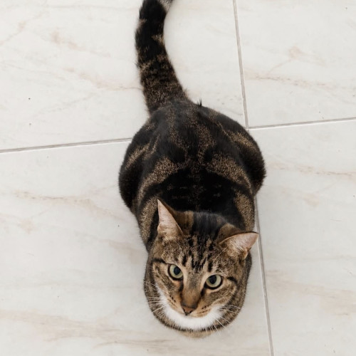 Nellie - Domestic Short Hair (DSH) Cat