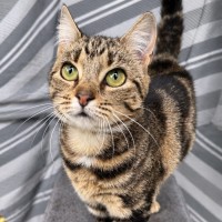 Photo of Farah