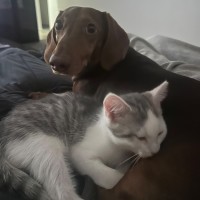 Photo of Clover