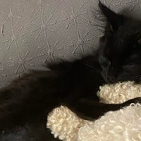 Photo of Willow 