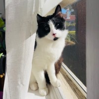 Photo of Cookie
