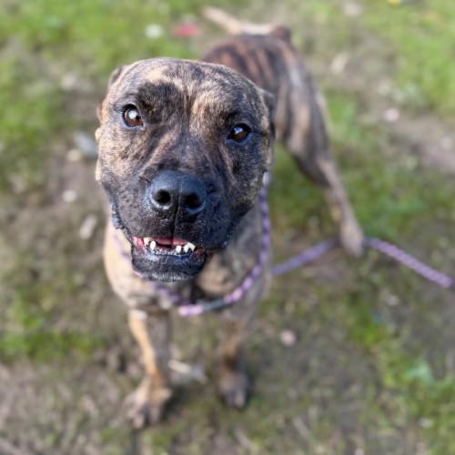 Tigger - American Staffordshire Terrier Dog