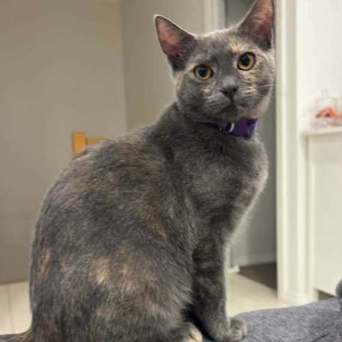 Ruby - Domestic Short Hair (DSH) Cat