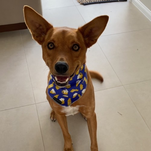 Ted  - Australian Kelpie Dog