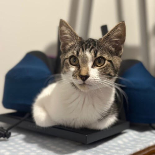 Comet - Domestic Short Hair (DSH) Cat