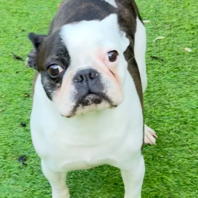 Photo of Polly