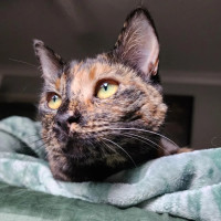 Photo of Honey