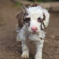 Photo of Pretzel
