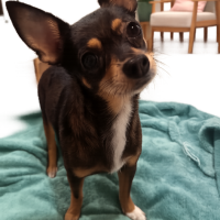 Photo of Charko