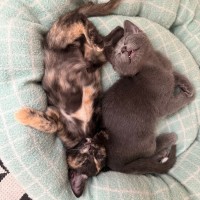 Photo of Stripe