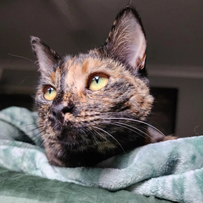 Photo of Honey