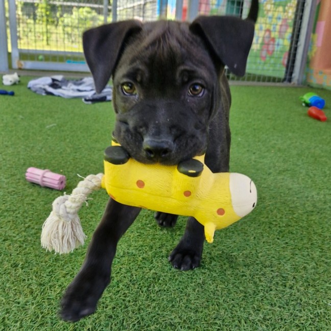 Photo of D1102 Harper