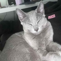 Photo of Skye 🦋🐈🐾