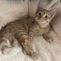 Photo of 🍑 Peach 🍑