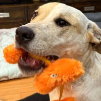 Photo of Daisy 