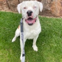 Photo of Zeus Beautiful Cuddly Boy
