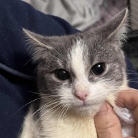 Photo of Venus **2nd Chance Cat Rescue**