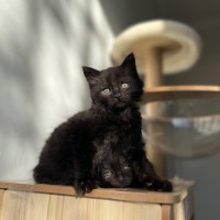 Photo of Ember ❤️‍🔥