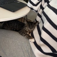 Photo of Pickle