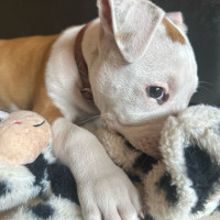 Photo of Dunkin Butterbean