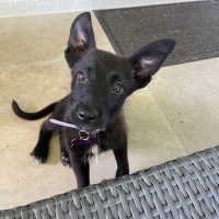 Photo of Buttercup