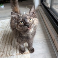 Photo of Soot Sprite 