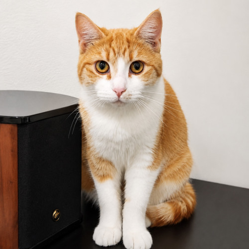Missy Elliott - Domestic Short Hair (DSH) Cat