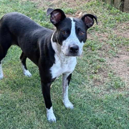 Narla *$250 Adoption Fee* - Staffordshire Bull Terrier x Australian Cattle Dog
