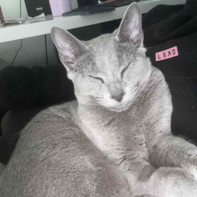 Photo of Skye 🦋🐈🐾