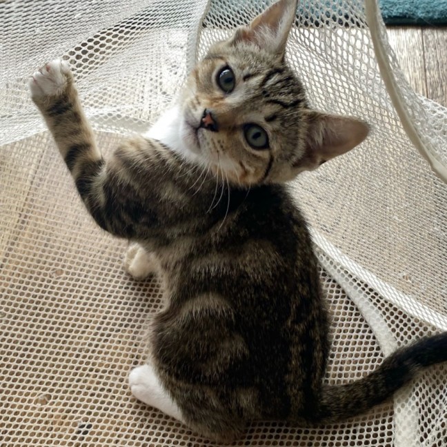 Photo of Maddox & Maverick