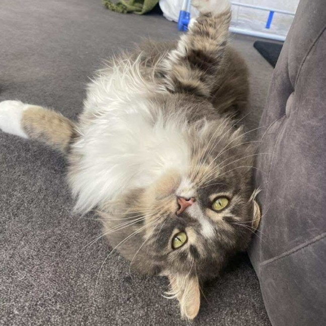 Photo of Merlin