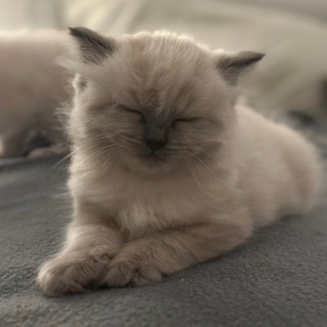 Photo of Professor Chaos Nugget