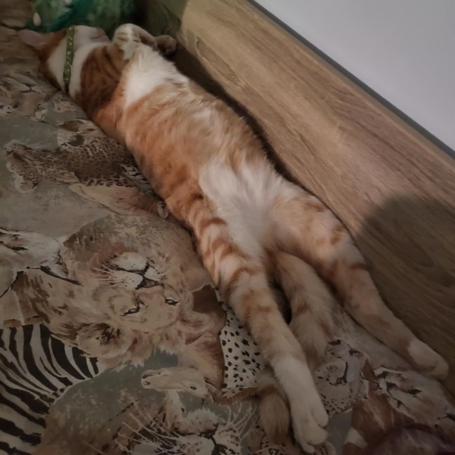 Photo of Spice